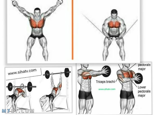 Bodybuilding workout schedule for beginners