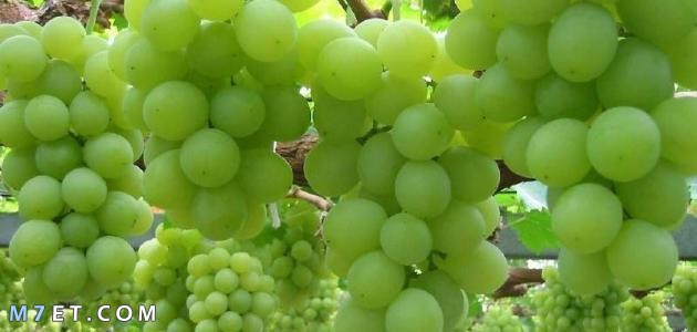 Benefits of green grapes