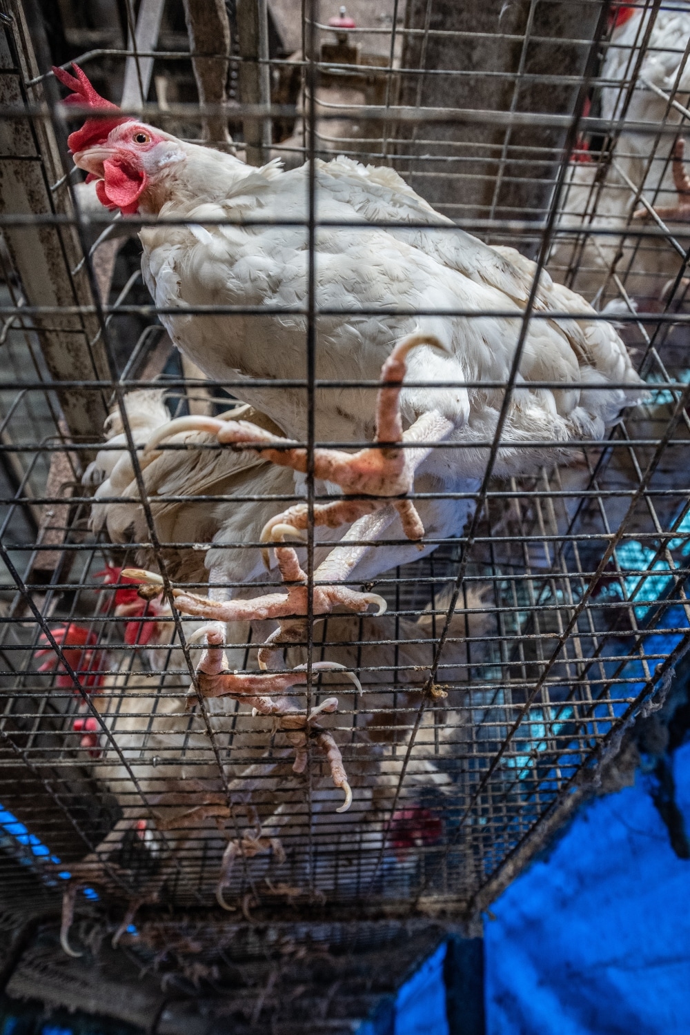 VegNews. farmingchickens. Unsplash