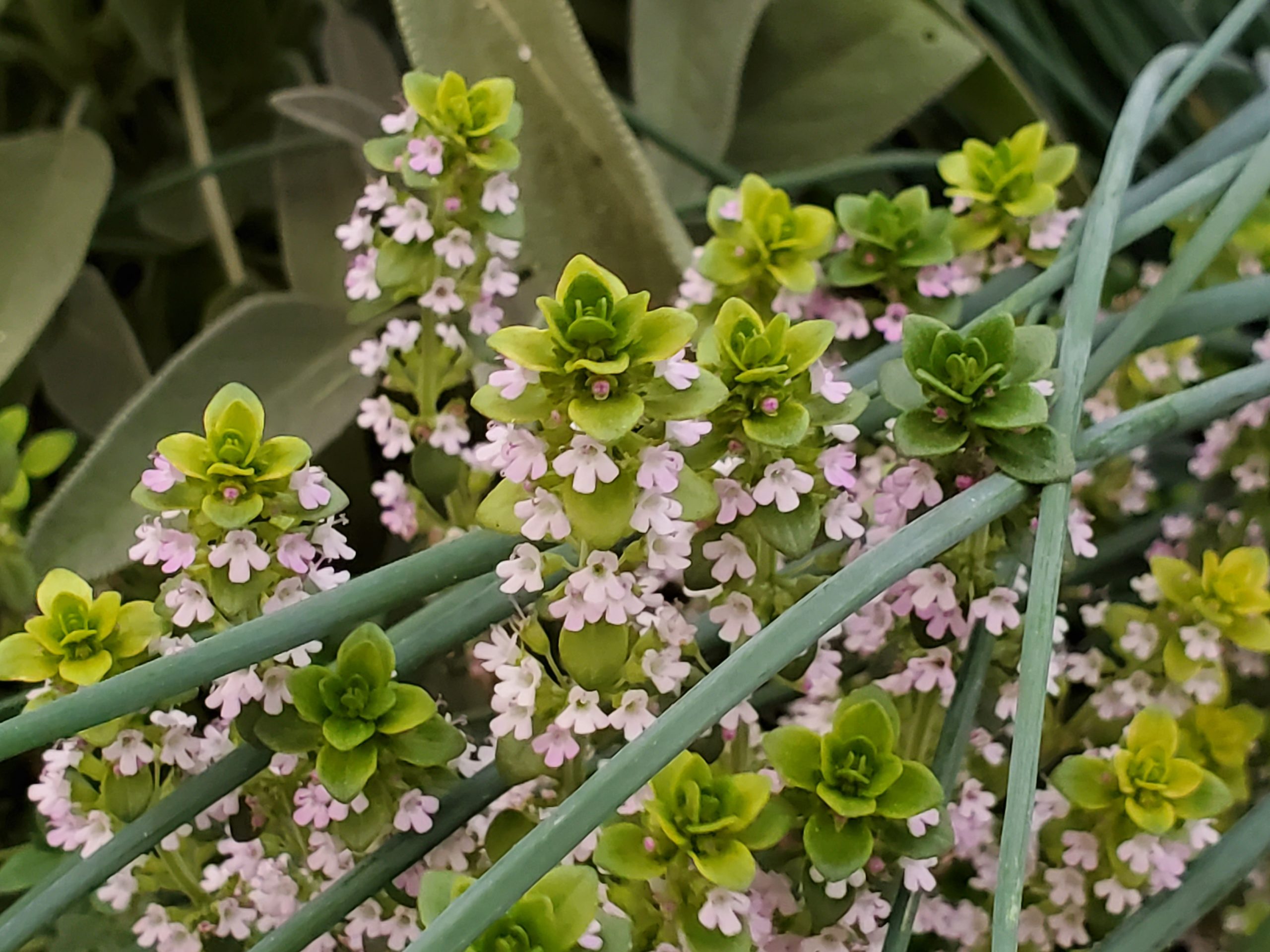 UNR virtual classes discuss growing healthy food at home