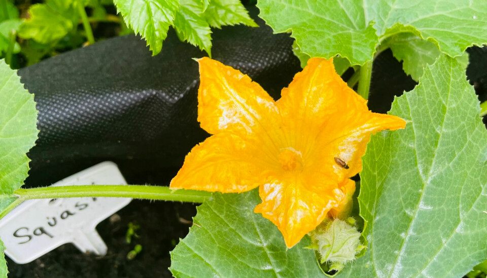 Squash is easy to grow, here in bloom on July 8, 2022. Fried squash blossoms are a delicacy.  Male flowers that do not become fruit can be sacrificed.