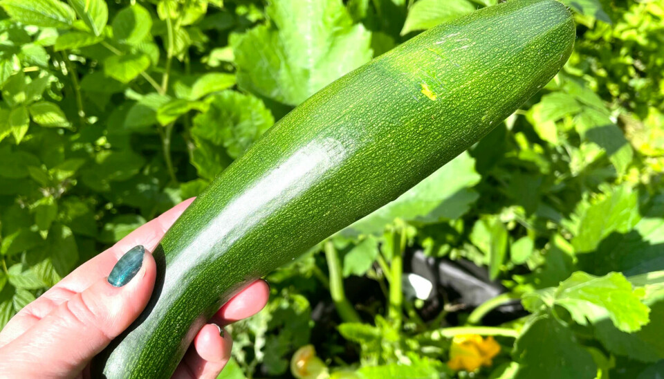 Squash is very easy to grow.  This squash was harvested on July 5, 2022.