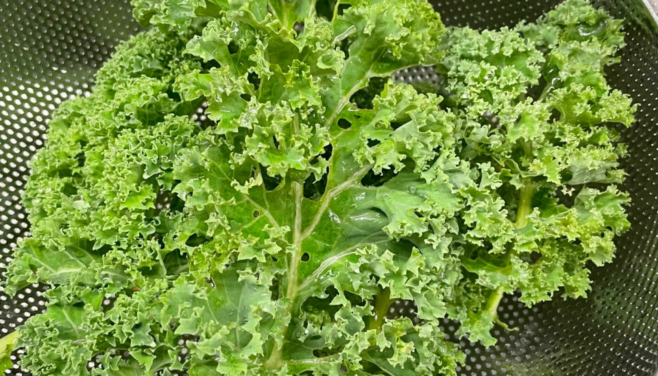 Kale can be harvested well into autumn.  This kale was harvested on October 15 in Oslo.