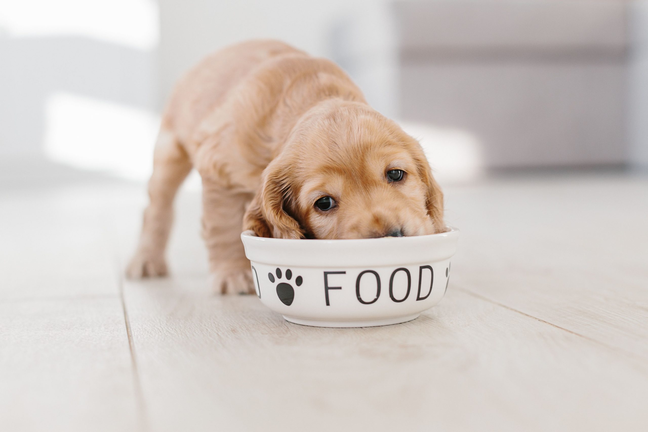 3 pet food trends for 2023