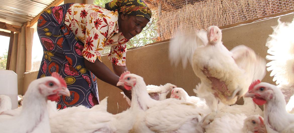 Chickens are a widely held economic and nutritional asset in rural Africa and are frequently managed by women.