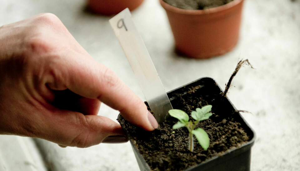 Plastic pots are safe to sow seeds in.  Within a few days, the first sprouts will appear.