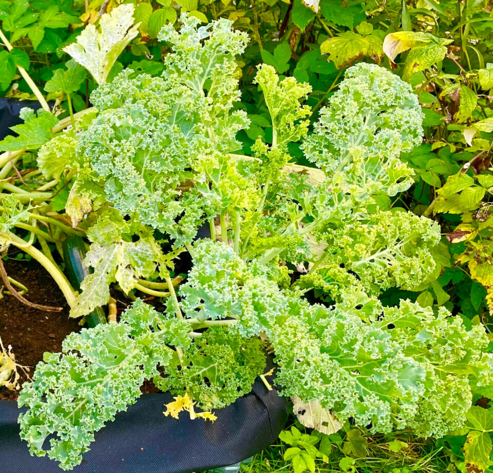 Kale is very healthy and easy to grow.  It also lasts well into autumn.