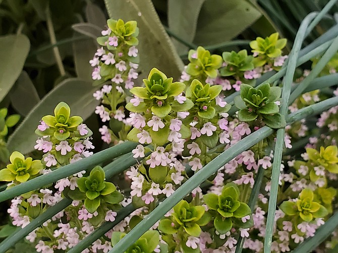 Extension's first Grow Your Own, Nevada!  Online workshop May 2 will focus on growing herbs and edible flowers, such as sage, chives and lemon thyme.